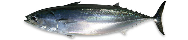 Palamida Calibru 300g +