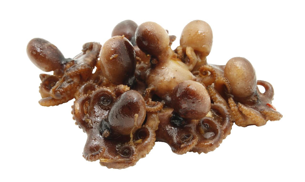 Caracatita Baby Moscardini