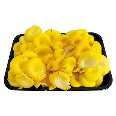 Ciuperci Pleurotus 500 g