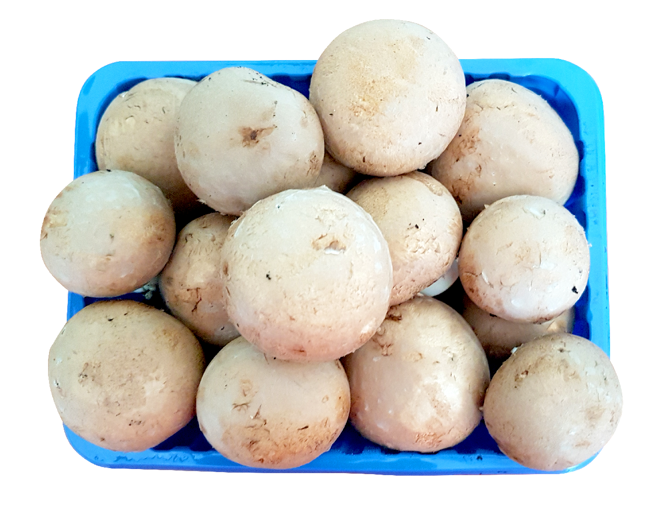 METRO Chef Ciuperci Champignon 500g