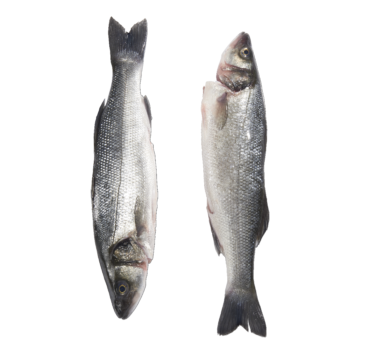 Biban de mare eviscerat 1 Kg+