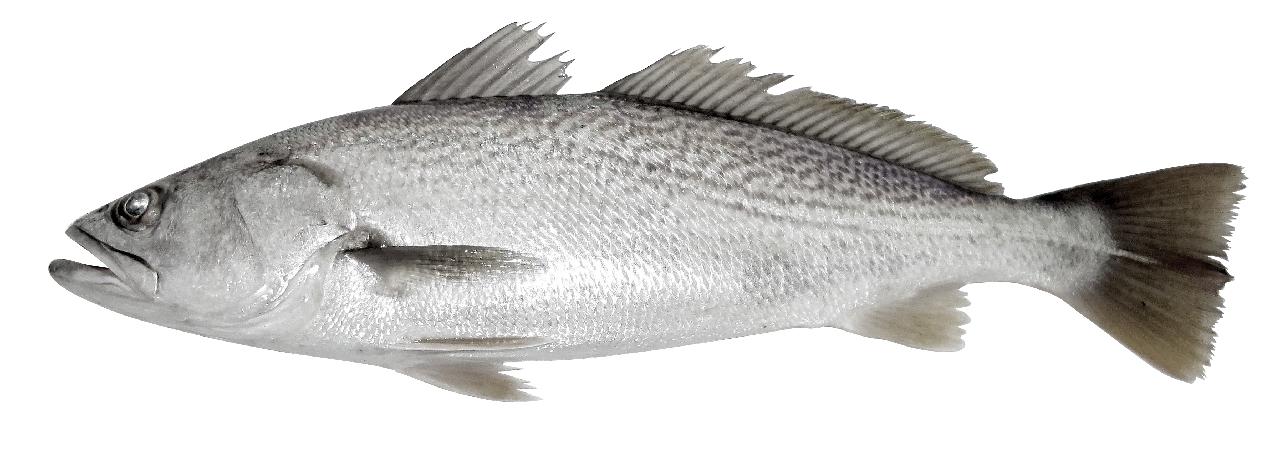Corvina Calibru 3-4 Kg