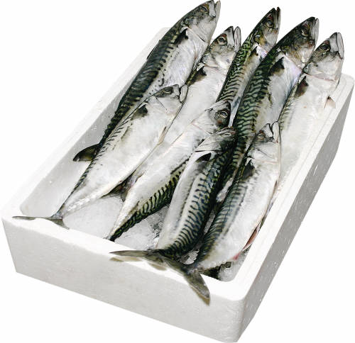 Macrou Scomber Scombrus Calibru 250-500 g Congelat 20 Kg ?