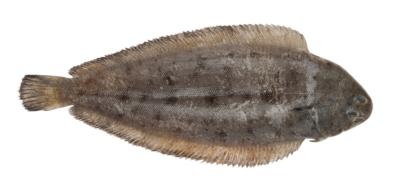 Limba de Mare 250 g+