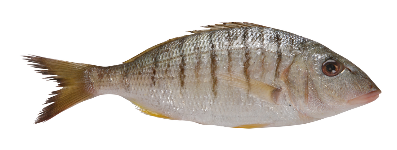 Dorada Dungata 300 - 500 g