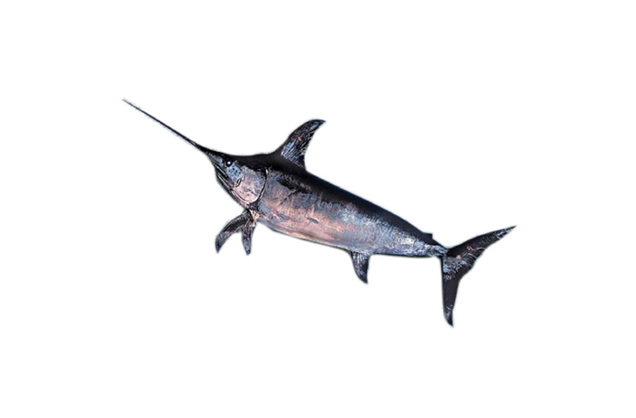 Peste Spada Eviscerat 20 Kg+