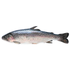 Pastrav Eviscerat Calibru 250 - 300 g 4,5 Kg ❄