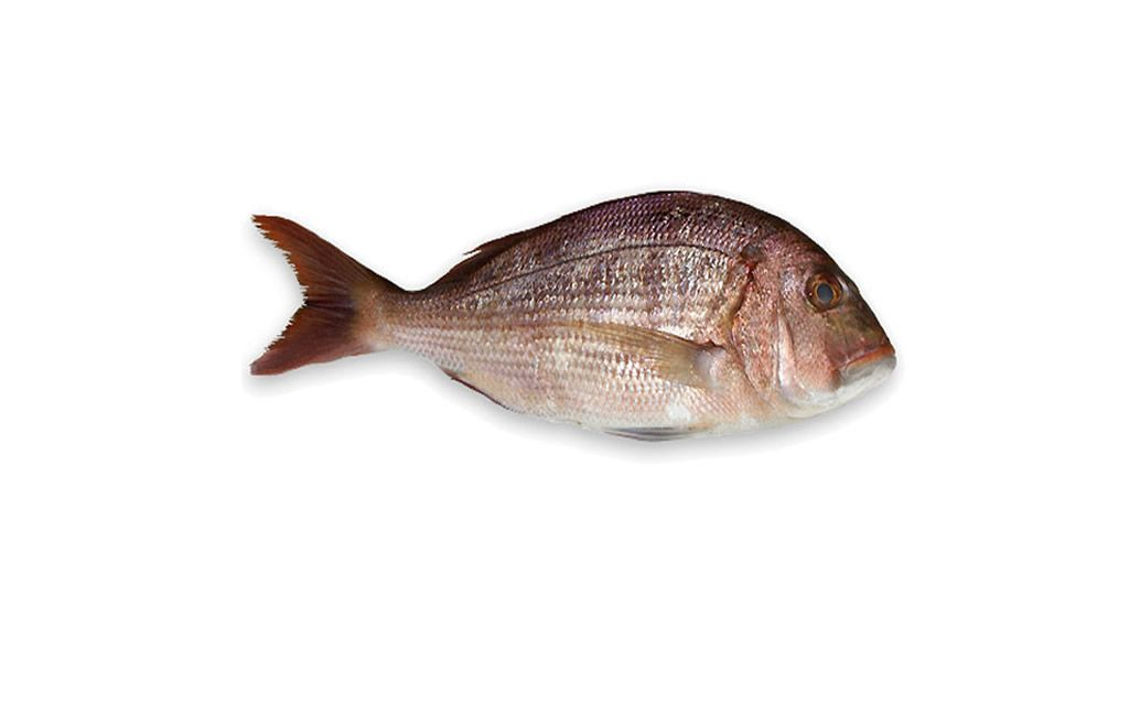 Dorada Rosie Calibru 400-600 g