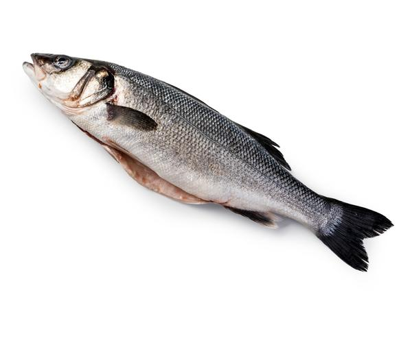 Biban de Mare Salbatic Eviscerat