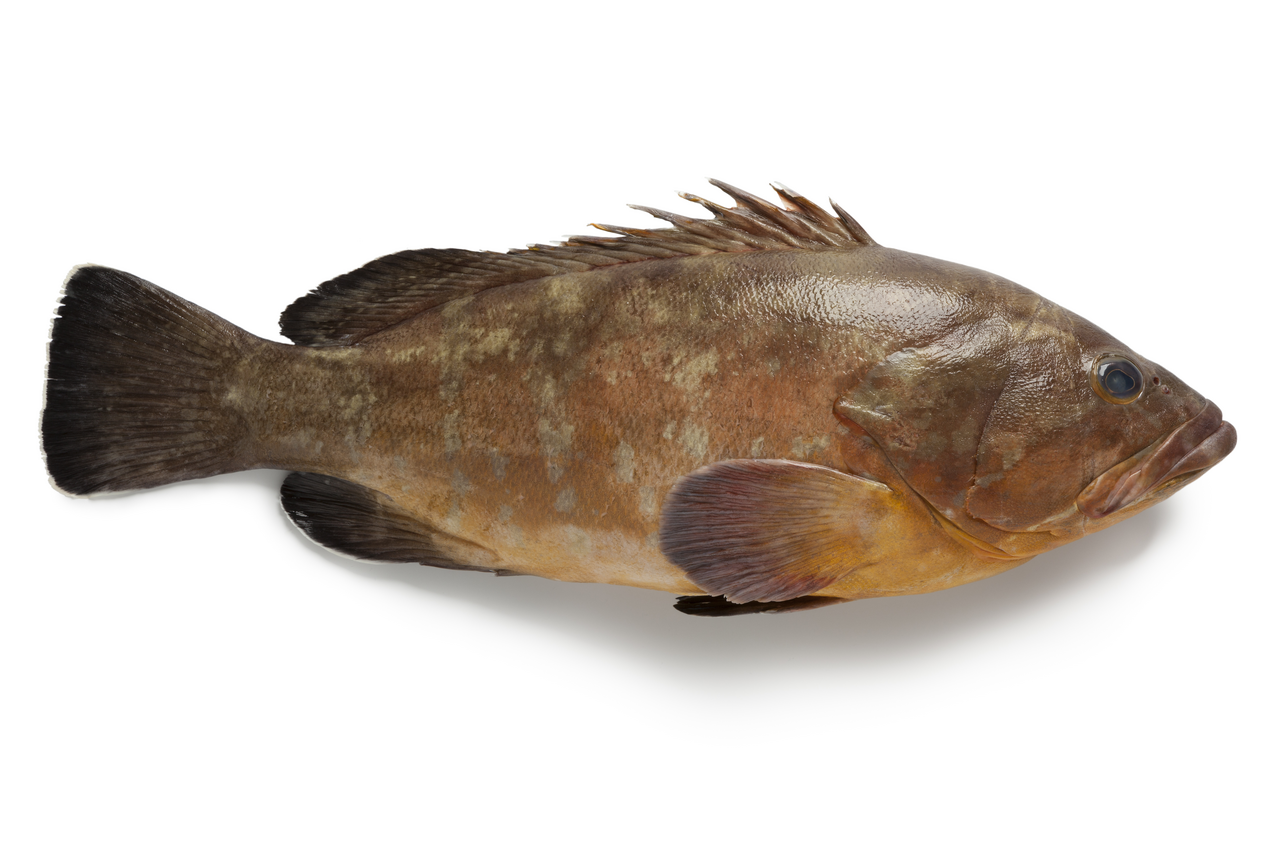 Grouper galben 500 g+