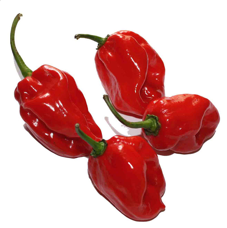 Ljuta paprika habanero crvena, kg
