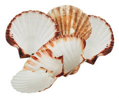 Lastúry - Hrebeňovka veľká 4 ks / 1 kg