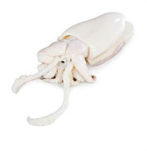 Sépia očistená chlad. váž. cca 20ks+/kg