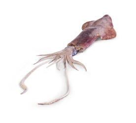 Kalmáre veľké chlad. váž. cca 4-7 ks/ kg