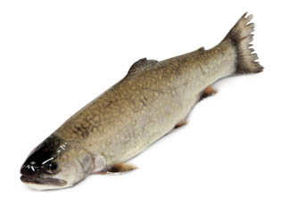 Sivoň americký pitvaný chlad. váž. cca 180-280 g