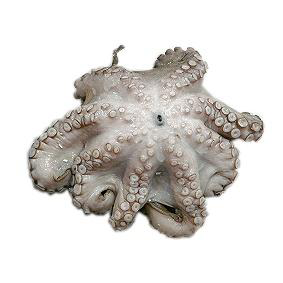 Chobotnica chlad. váž. cca 0,9-1,8 kg 