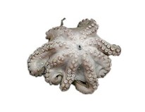 Chobotnica chlad. váž. cca 0,9-1,8 kg