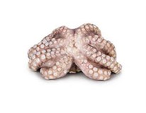 Chobotnica chlad. váž. cca 0,5-1,0 kg