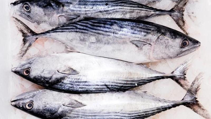 Tuniak nepravý chlad. váž. cca 1-2 kg