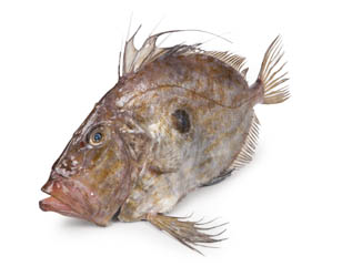 Svätý Peter chlad. váž. cca 800-1000 g 