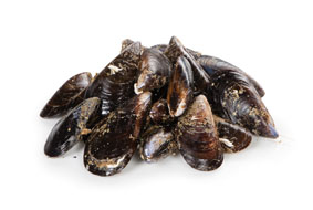 Slávky jedlé jumbo chlad. 1,5 kg bal.