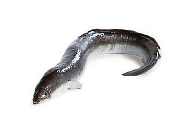 Úhor morský pitvaný chlad. váž. cca 1-2 kg