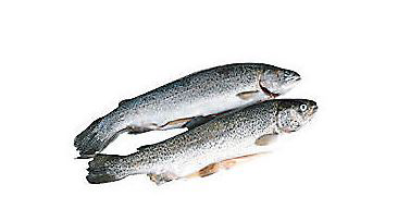 Pstruh potočný pitvaný chlad. váž. cca 200-450 g.