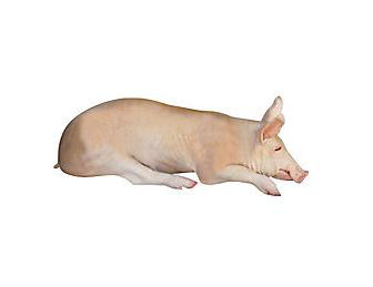 METRO Chef Prasiatko malé mraz. váž. cca 20-25 kg