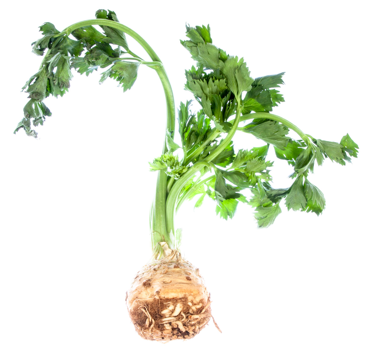 Zeler s vňaťou 80+ čerstvý 1 ks