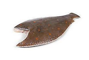 Platesa obyčajná chlad. váž. cca 400-600 g