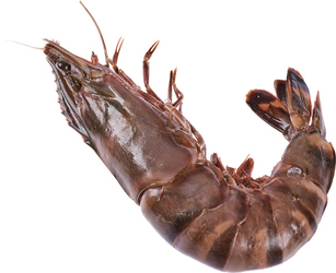 Krevety tigrie nevarené 2/4 chlad. váž. cca 250-500 g