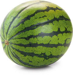 Meloun vodní Albánie čerstvý váž. cca 3 - 13 kg / ks