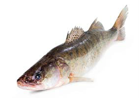 Zubáč veľkoústy pitvaný chlad. váž. cca 1-2kg