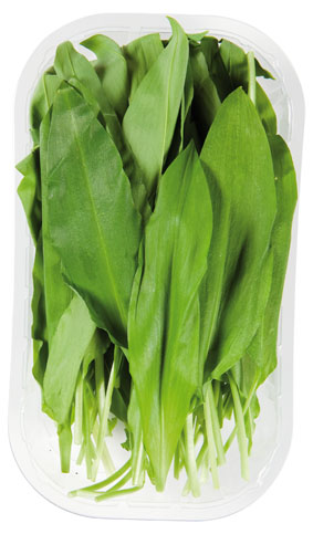 Cesnak medvedí čerstvý 500 g vanička