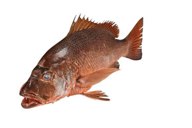 Chňapáč malabarský chlad. váž. cca 1 kg