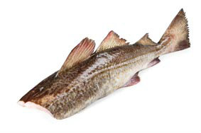 Treska škvrnitá Skrei pitvaná bez hlavy MSC chlad. váž. cca 2-4 kg