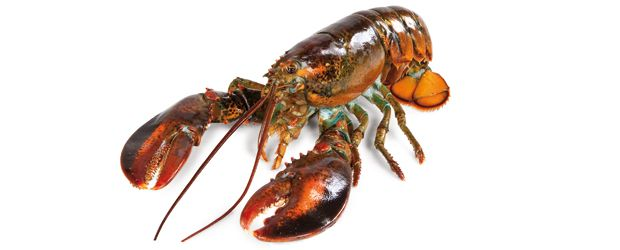 Homár živý Jumbos chlad. váž. cca 3 kg