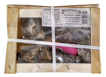 Ustrice Zeeuwse Creuse N°2 chlad. váž. cca 6 ks / 1 kg