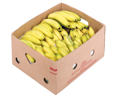 Banány 3/4 18+ čerstvé 18,14 kg kartón