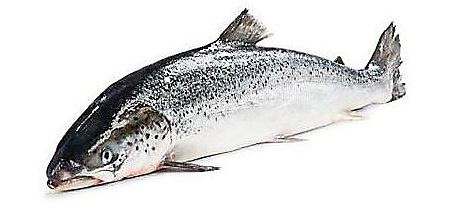 Losos atlantický chlad. váž. cca 4-5 kg