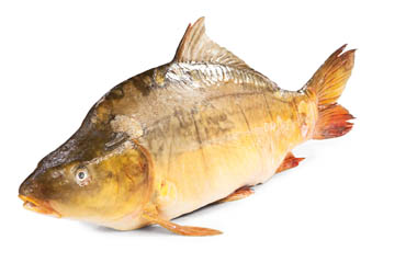 Kapor rybničný pitvaný chlad. váž. cca 2-4 kg