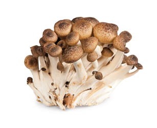Shimeji hnedé CN čerstvé 150 g