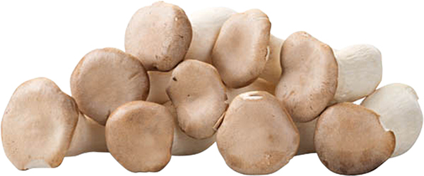 Hliva kráľovská Eryngii čerstvá 250 g