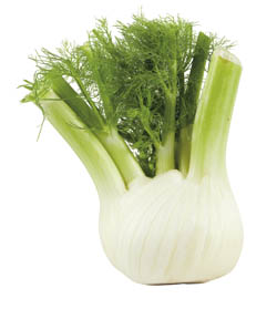 Fenikel 2 ks čerstvý váž. cca 500 g tácka