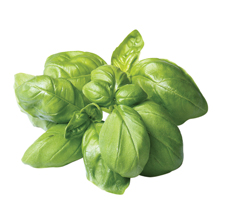 METRO Chef Bazalka čerstvá 1 kg