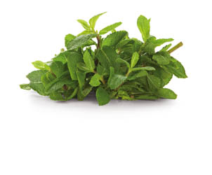 METRO Chef Mäta pieporná čerstvá 1 kg