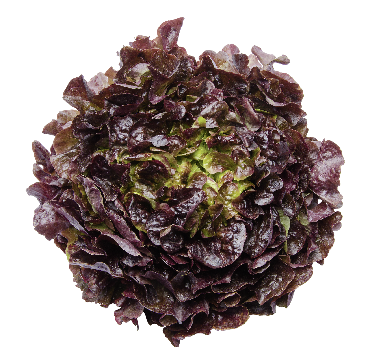 METRO Chef Šalát dubový červený 180+ I. čerstvý 1 ks