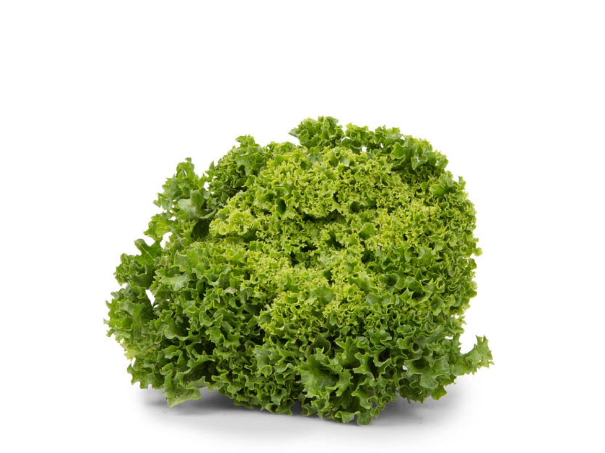 METRO Chef Šalát Lollo Biondo 150+ čerstvý 1 ks