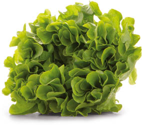 METRO Chef Šalát dubový zelený 180+ I. čerstvý 1 ks