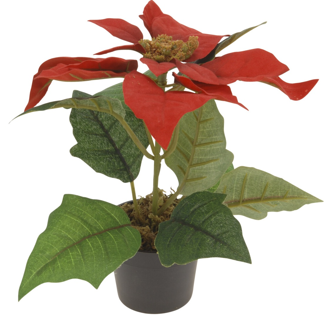 Koopman Vianočná hviezda - kvetina 19 cm 1 ks